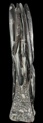 Tall Tower Of Polished Orthoceras (Cephalopod) Fossils #51321